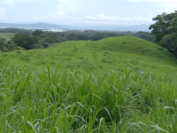 2 sea view green hectares for sale