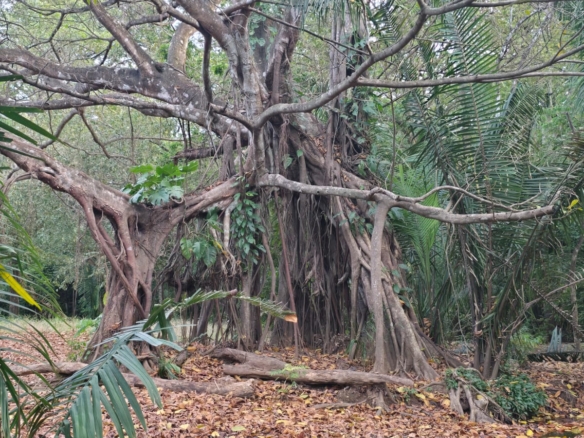 Naturamosa  – heaven on erath in Cañas