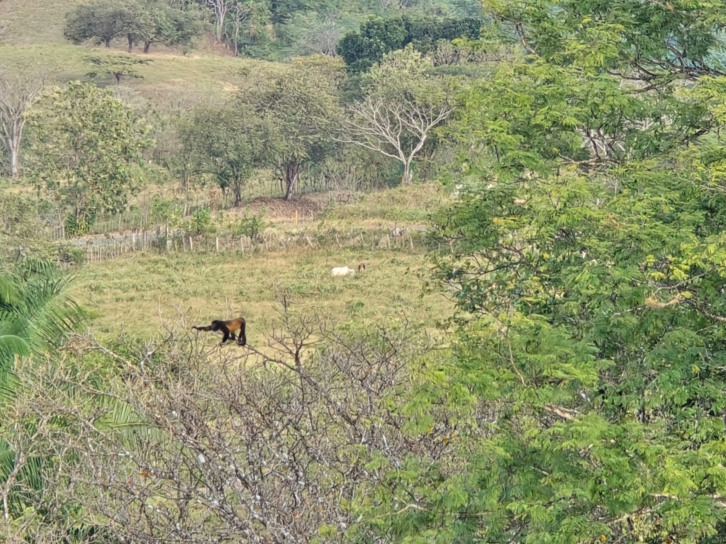 Ocean-view land for sale in Cañas, Panama — a candidate for off-grid or regenerative development