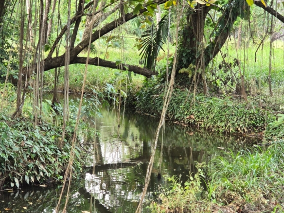 Naturamosa  – heaven on erath in Cañas